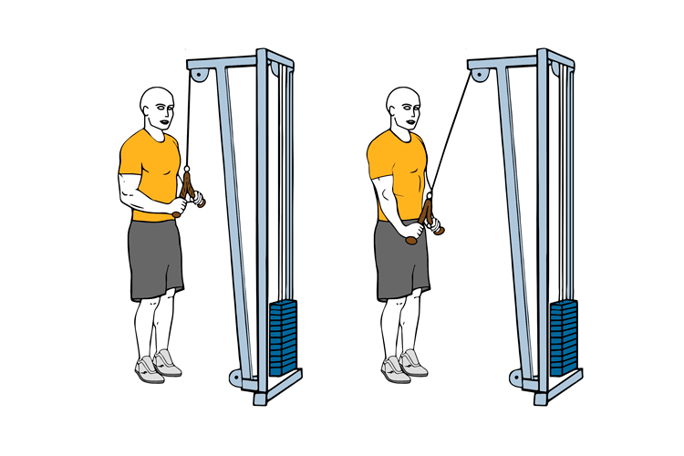 Adaptació Anatòmica Dia 1 Entrenamientos Y Ejercicios 7654